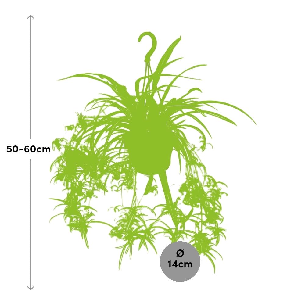 Graslelie ↑ 55 cm ⌀ 14 cm - Afbeelding 2