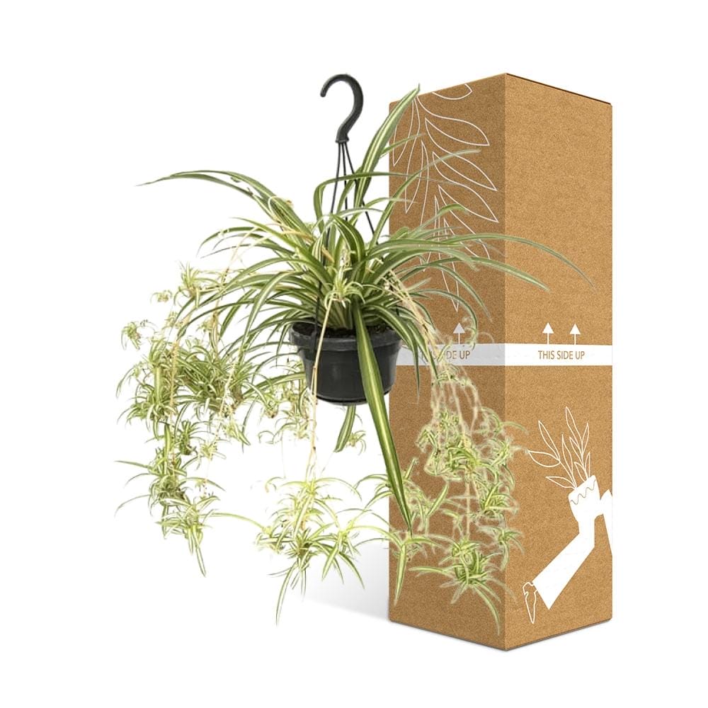 Graslelie ↑ 55 cm ⌀ 14 cm - Afbeelding 3