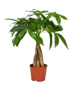 Pachira Aquatica ↑ 35 cm ⌀ 12 cm