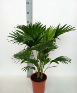Livistona Rotundifolia ↑ 70 cm ⌀ 17 cm