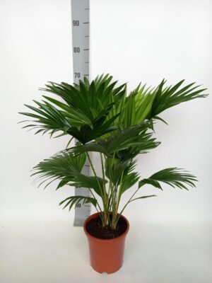Livistona Rotundifolia – waaierpalm met ronde bladeren – ±70 cm