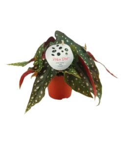 Begonia Maculata ↑ 20 cm ⌀ 12 cm