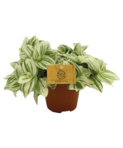 Tradescantia Brightness ↑ 20 cm ⌀ 12 cm