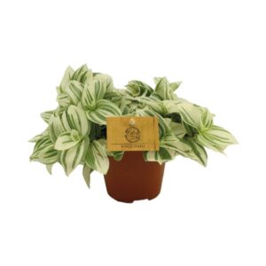 Tradescantia 'Brightness' – kleurrijke kamerplant voor halfschaduw – ±20 cm
