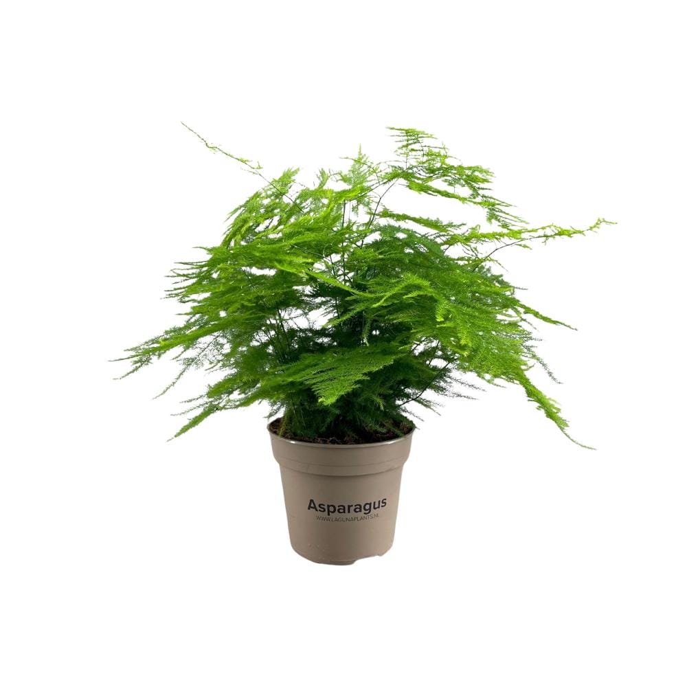 Asparagus Setaceus ↑ 45 cm ⌀ 15 cm