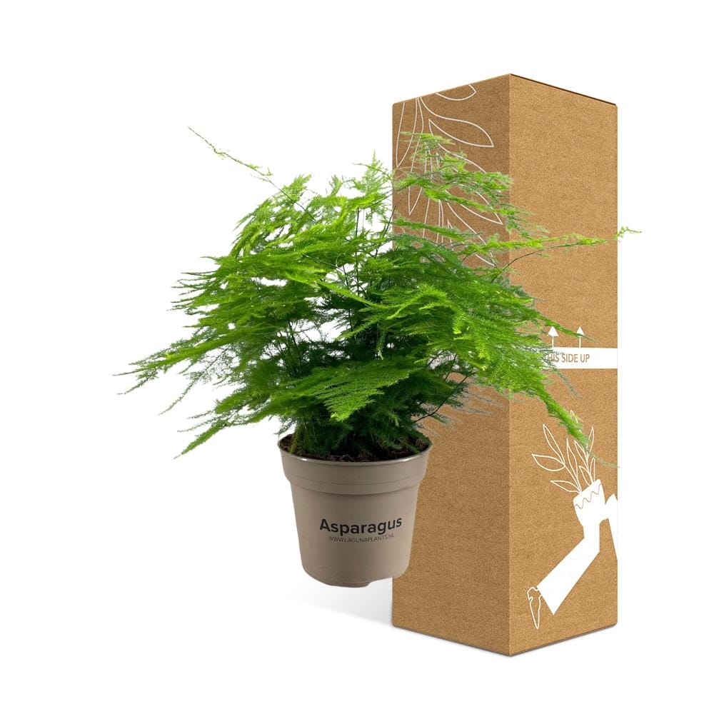 Asparagus Setaceus ↑ 45 cm ⌀ 15 cm - Afbeelding 3