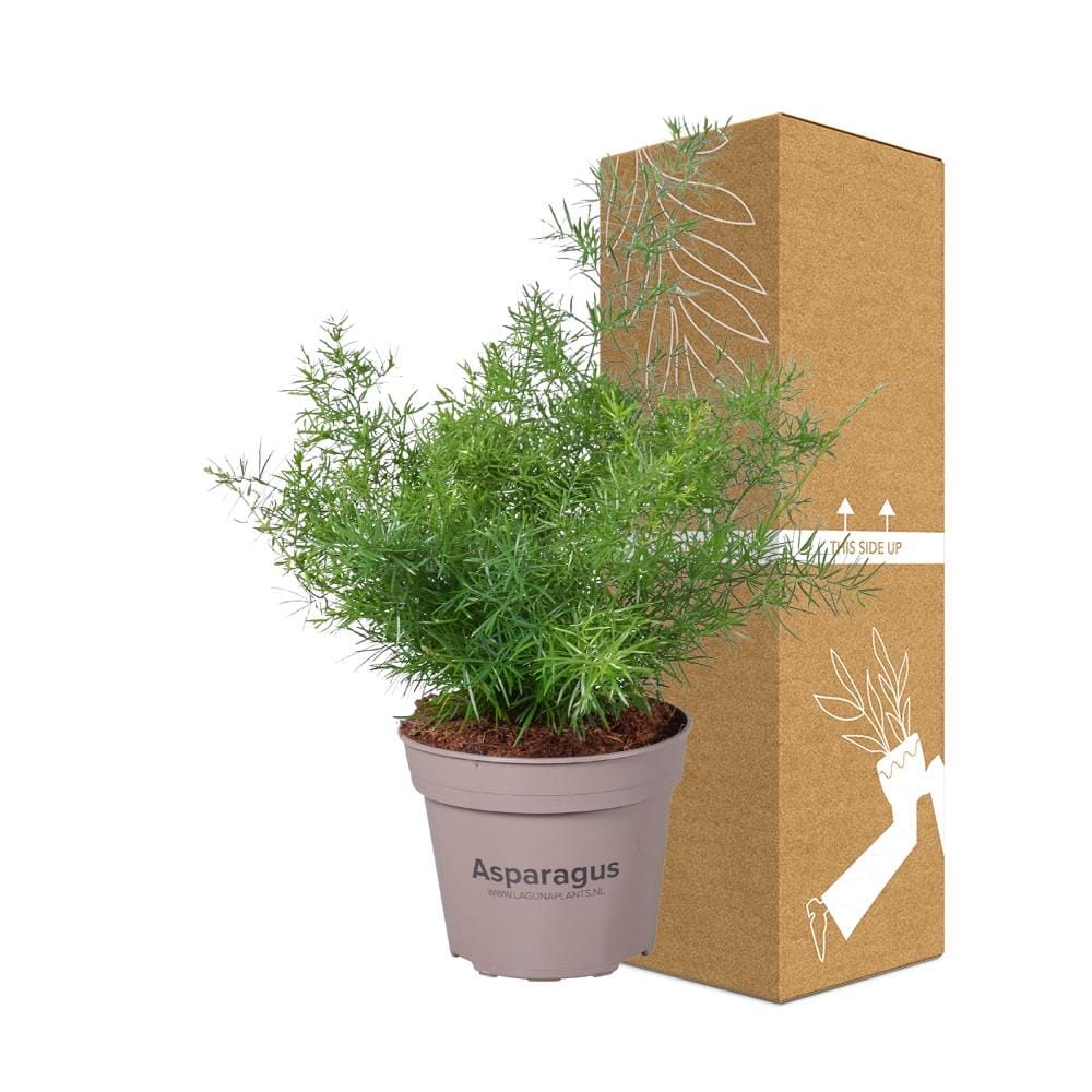 Asparagus Sprengeri ↑ 45 cm ⌀ 15 cm - Afbeelding 3