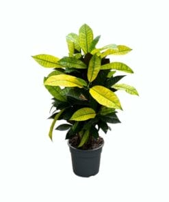 Croton Mrs. Iceton ↑ 65 cm ⌀ 17 cm