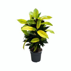 Croton Mrs. Iceton (Codiaeum variegatum 'Mrs. Iceton') – kleurrijke – ±65 cm