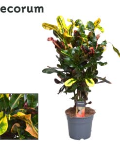 Croton Mammi ↑ 60 cm ⌀ 17 cm