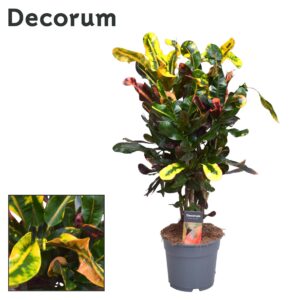 Croton (Codiaeum variegatum 'Mammi') – kleurrijk bontbladig kamerplant – ±60 cm
