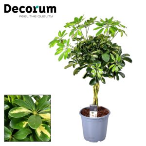 Schefflera Gold Capella – bont blad met goudgele tekening – ±75 cm