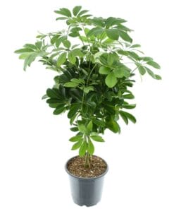 Schefflera Compacta Nora ↑ 75 cm ⌀ 21 cm