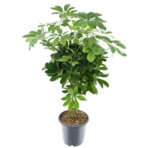 Schefflera Compacta 'Nora' – compacte kamerplant met vingerblad – ±75 cm