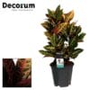 Croton Petra ↑ 55 cm ⌀ 17 cm