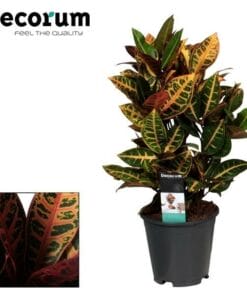 Croton Petra ↑ 55 cm ⌀ 17 cm