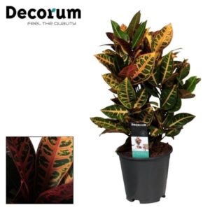 Croton Petra (Codiaeum variegatum 'Petra') – kamerplant – ±55 cm