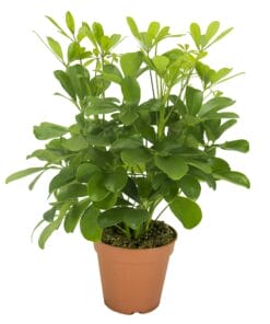 Schefflera Nora ↑ 35 cm ⌀ 13 cm
