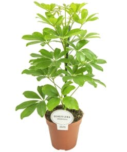 Schefflera Nora ↑ 45 cm ⌀ 13 cm