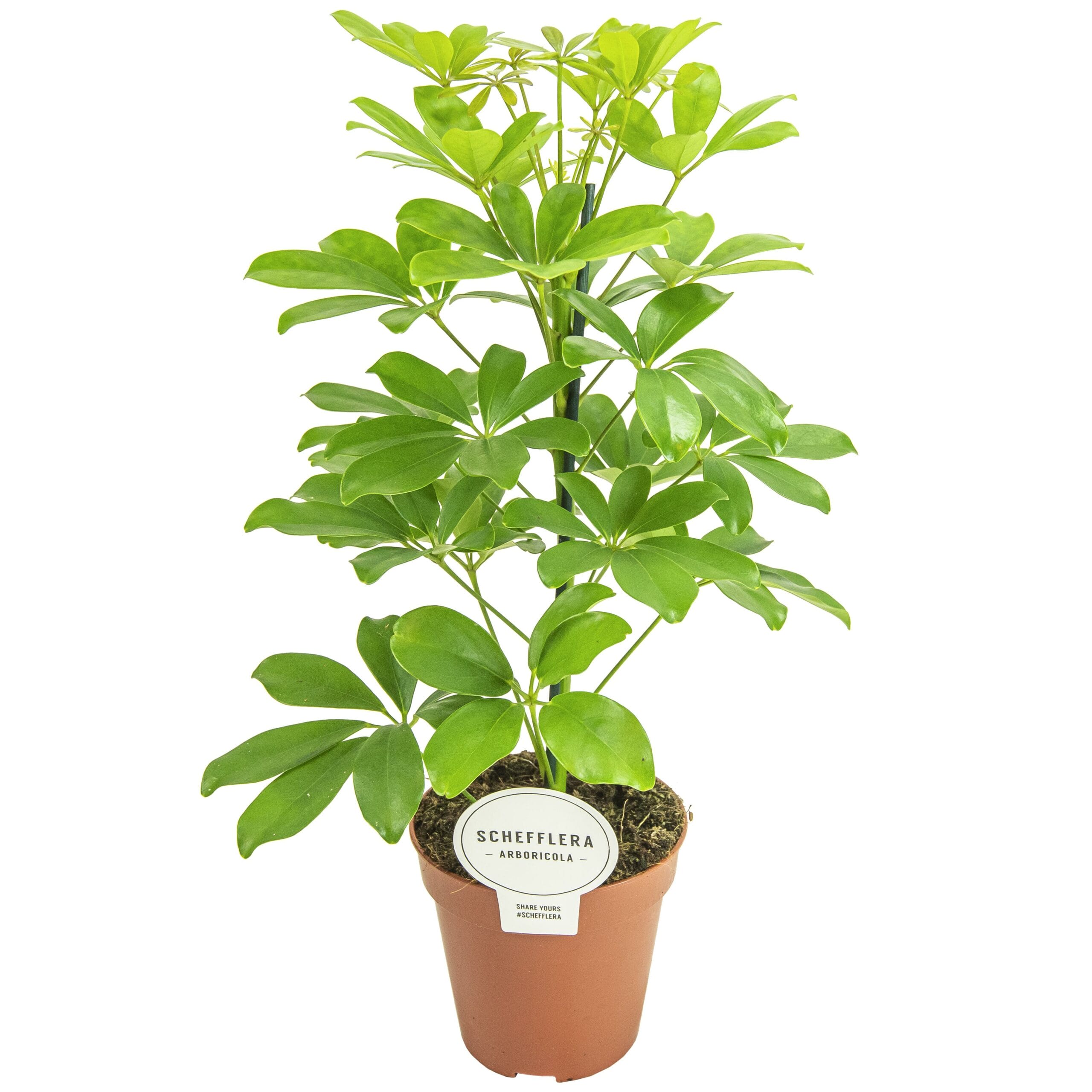 Schefflera Nora ↑ 45 cm ⌀ 13 cm