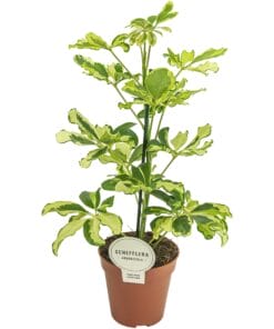 Schefflera Charlotte ↑ 45 cm ⌀ 13 cm