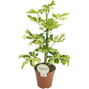 Schefflera 'Charlotte' – luchtige vingerplant voor binnen – ±45 cm