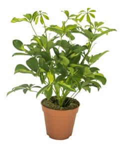 Schefflera Gerda ↑ 35 cm ⌀ 13 cm