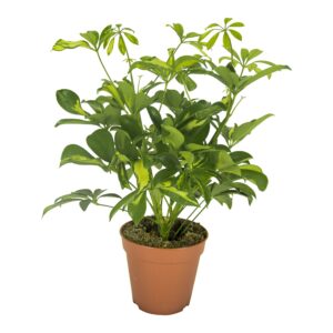 Schefflera 'Gerda' – luchtige vingerplant voor binnen – ±35 cm
