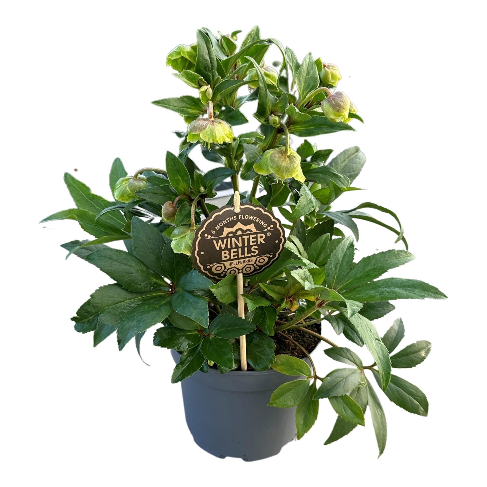 Helleborus Winterbells ↑ 45 cm ⌀ 17 cm