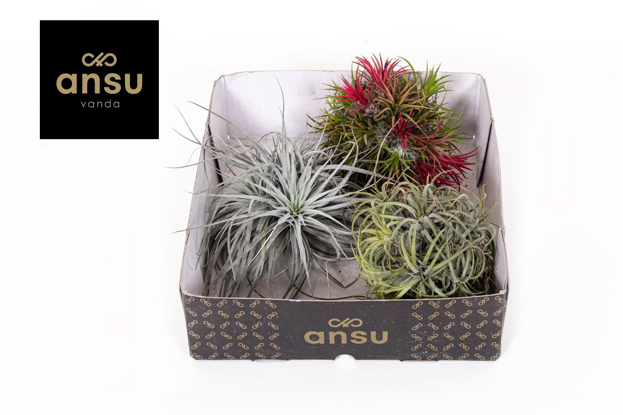 Tillandsia Trio ↑ 5 cm ⌀ 10 cm