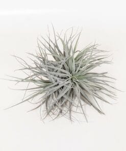 Tillandsia Super Silver Xl ↑ 15 cm ⌀ 20 cm