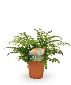 Asplenium Parvati ↑ 35 cm ⌀ 12 cm