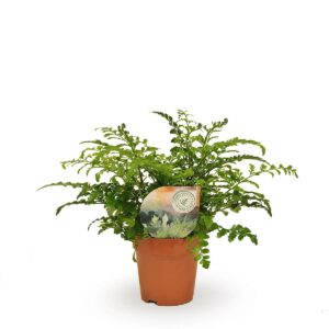 Asplenium Parvati (nestvaren) – kamerplant – ±35 cm