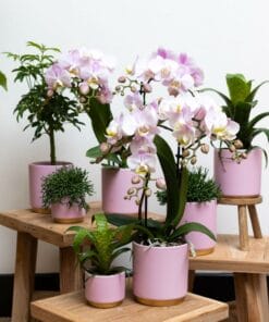 Origineel planten cadeau