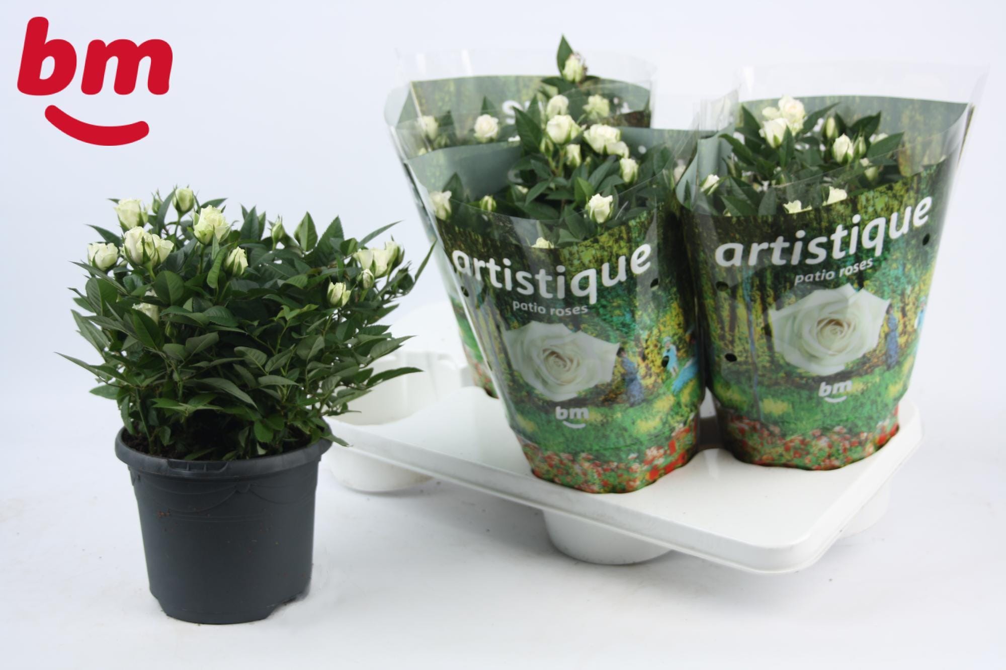 Rosa Jewel Patio White ↑ 30 cm ⌀ 17 cm