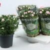 Rosa Jewel Patio Baby ↑ 30 cm ⌀ 17 cm