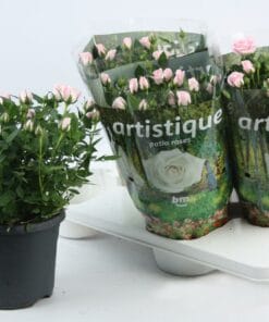 Rosa Jewel Patio Baby ↑ 30 cm ⌀ 17 cm