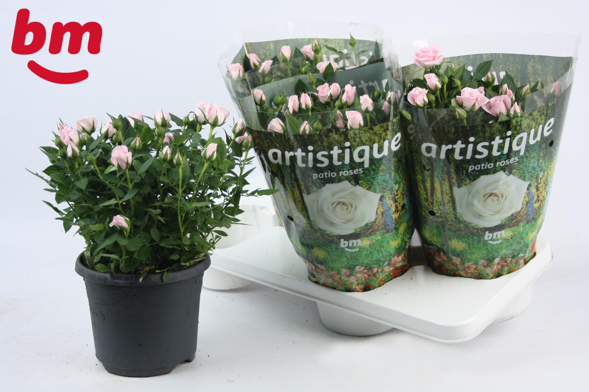 Rosa Jewel Patio Baby ↑ 30 cm ⌀ 17 cm