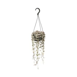 Ceropegia woodii – String of Hearts – hangplant – ±38 cm
