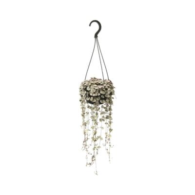 Ceropegia woodii – String of Hearts – hangplant – ±38 cm