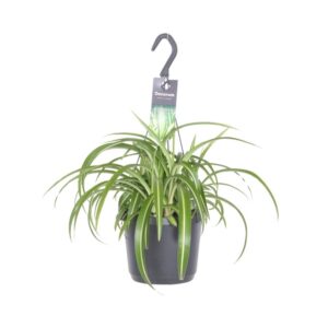 Graslelie (Chlorophytum comosum) – makkelijke hangplant – ±35 cm