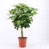 Schefflera Arboricola Gold Capella ↑ 75 cm ⌀ 19 cm