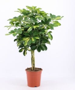 Schefflera Arboricola Gold Capella ↑ 75 cm ⌀ 19 cm