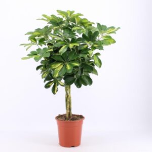 Schefflera bontbladig – met geel-groene tekening – ±75 cm