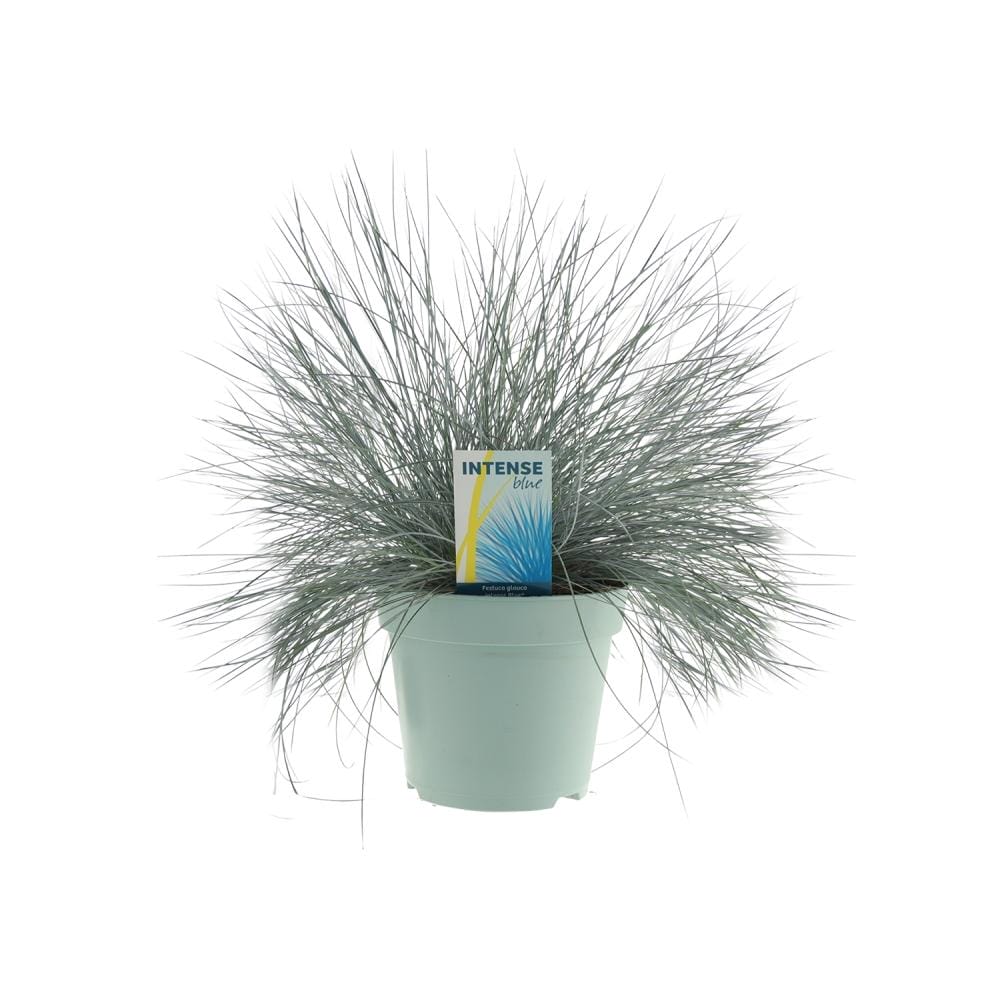 Blauw schapengras (Festuca Glauca) ↑ 35 cm ⌀ 17 cm