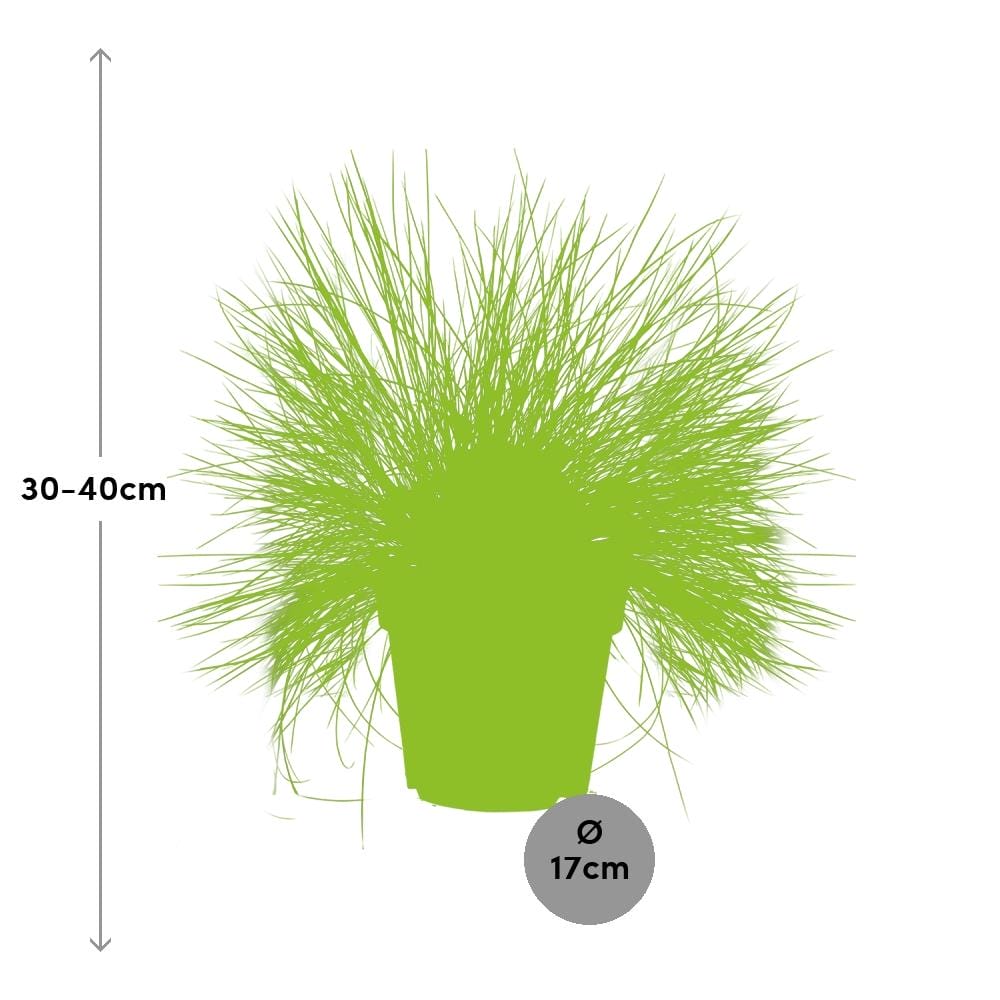 Blauw schapengras (Festuca Glauca) ↑ 35 cm ⌀ 17 cm - Afbeelding 2