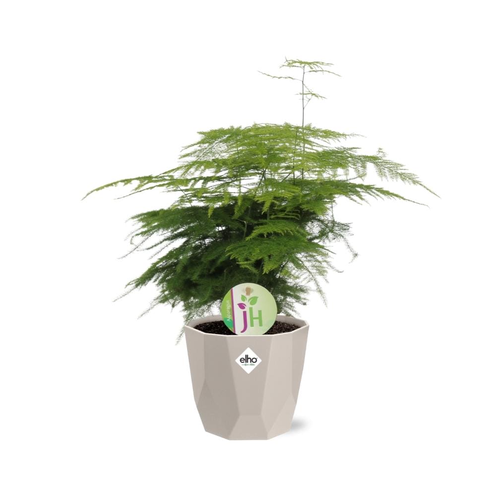 Asparagus ‘Plumosus’ In Elho Rock ⌀ 14 cm - Afbeelding 2