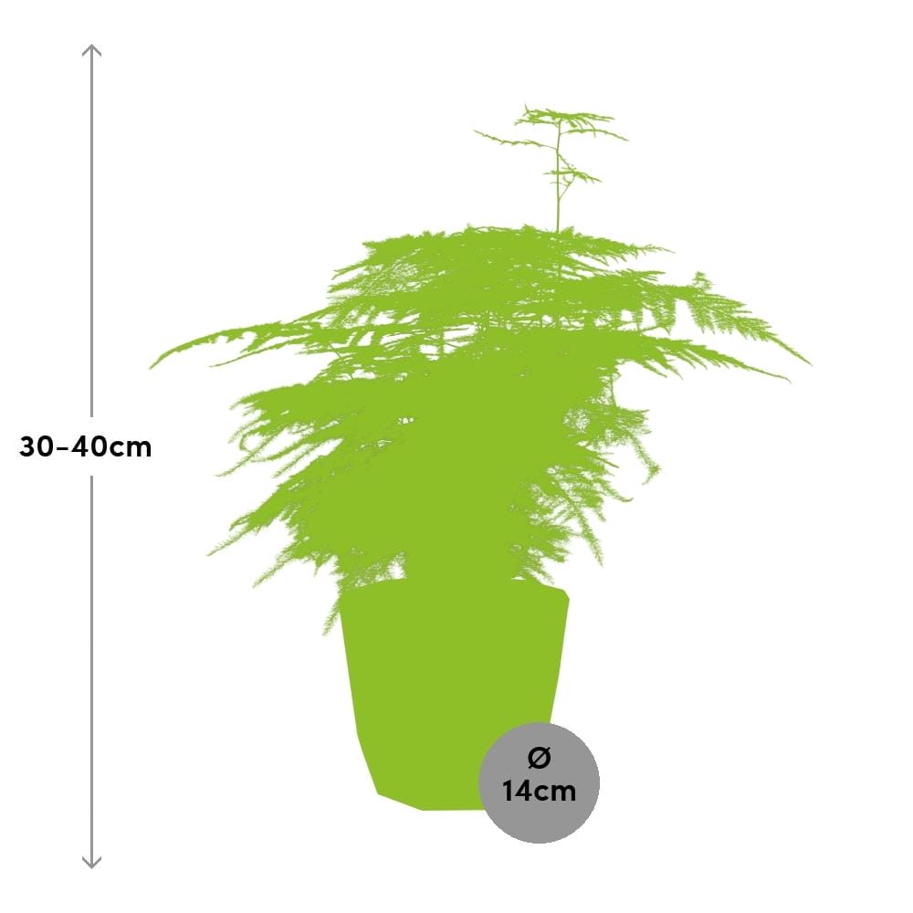Asparagus ‘Plumosus’ In Elho Rock ⌀ 14 cm - Afbeelding 3