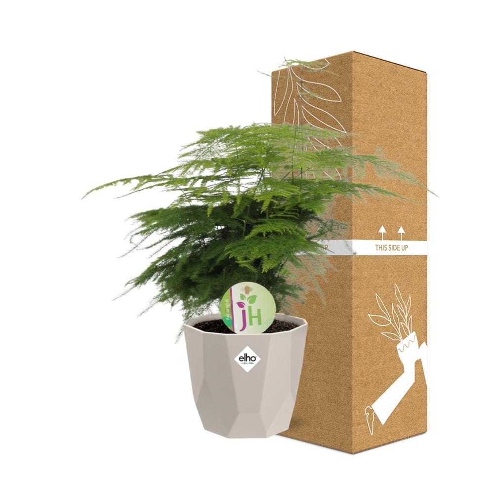 Asparagus ‘Plumosus’ In Elho Rock ⌀ 14 cm - Afbeelding 4