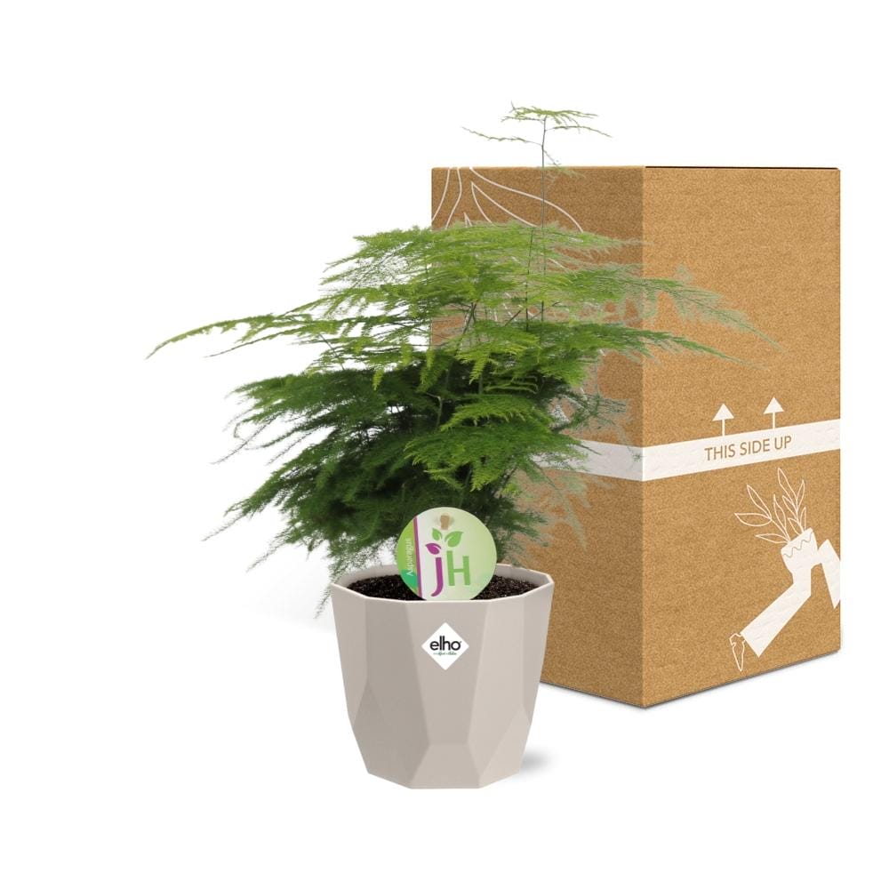 Asparagus ‘Plumosus’ In Elho Rock ⌀ 14 cm - Afbeelding 5